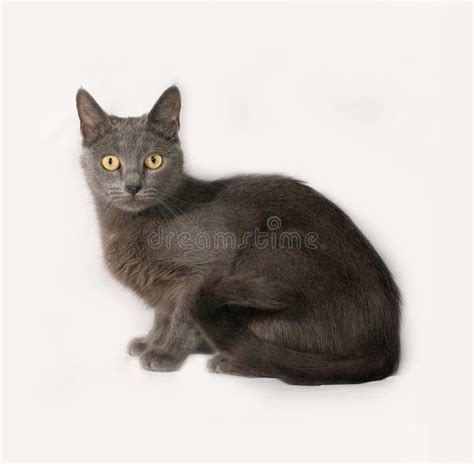 668 Russian Blue Cat Sitting Gray Photos Free And Royalty Free Stock