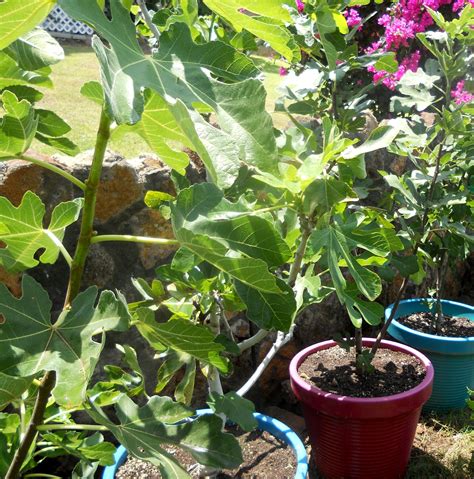 A Kitchen Garden In Kihei Maui Growing Potted Fig Trees