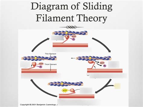 Sliding Filament Theory Diagram Quizlet