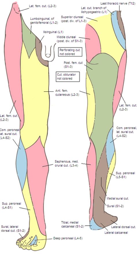 Nerve Supply Of The Human Leg Wikipedia