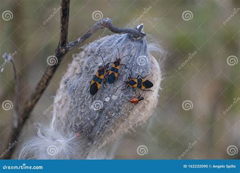 Large Milkweed Bugs Stock Photo Image Of Beetles Nature 162232090