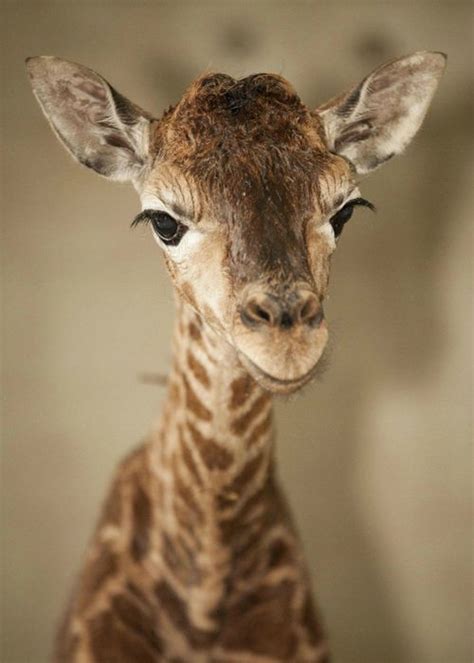 The monkey's tail snagged on his mother's head. Marwell Wildlife Celebrates Birth of New Giraffe Calf ...