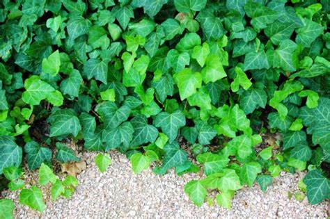 Cant Grow Grass In Your Shady Yard Try These Pretty Ground Covers