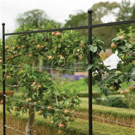 Harrod Espalier Growing Frame Uses High Quality Components Carefully