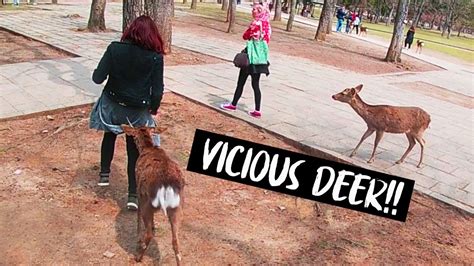 girl gets poked in butt by deer in nara japan shorts myfirstshorts youtube