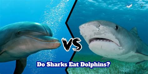 Do Sharks Eat Dolphins Who Will Win In A Battle