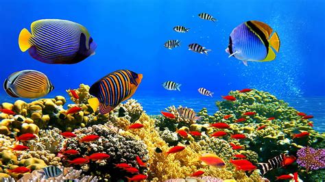 Hd Wallpaper Coral Reef Stony Coral Colorful Coral Reef Fish