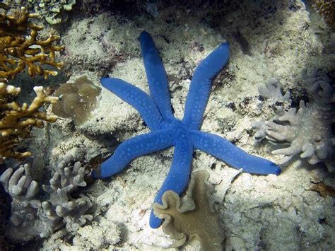 Madang Ples Bilong Mi Blue Starfish