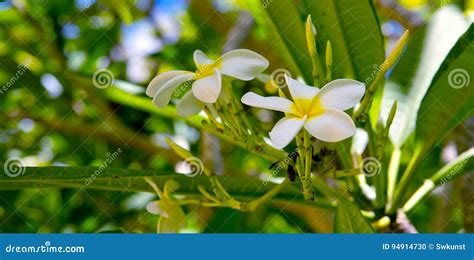 Frangipanis Flowers In The Caribbean Garden Stock Photo Image Of