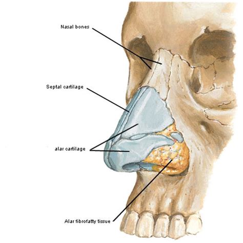 Nasal Cartilage Anatomy Anatomy Diagram Book