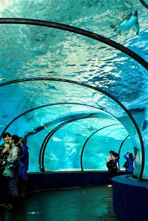 Acrylic Aquarium Tunnel Acrylic Aquarium Aquarium Swimming Pools