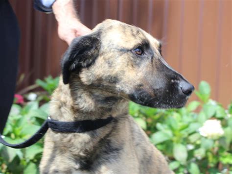 At central coast pet emergency hospital, providing care to the pets and pet owners of arroyo grande, california is our passion. Push to adopt a Central Coast rescue dog this Christmas ...