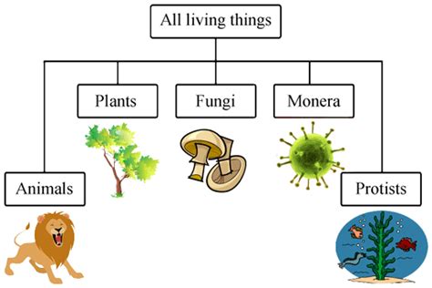 Natural Science For 5 And 6 5º Unit 1 Living Things