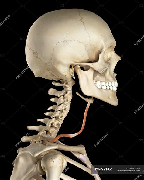 Estructura ósea Del Cuello Humano Y Anatomía Muscular — Anatomía