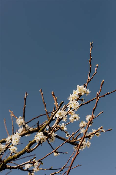 Maybe you would like to learn more about one of these? Flowering branch of apricot tree · Free Stock Photo