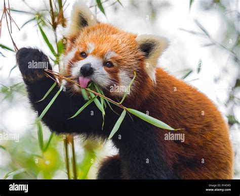 Red Panda Ailurus Fulgens Eating Bamboo Leaves Captive Stock Photo Alamy