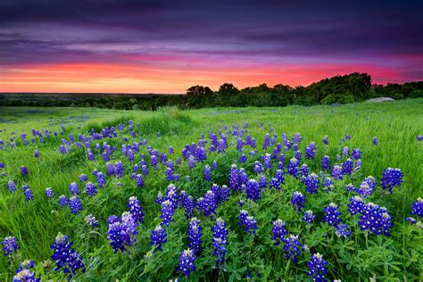 For Serious Wildflower Fans A 3 Day Trip In The Texas Hill Country Offers Stunning Views Of