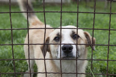 Dog Behind A Fence Stock Photo Image Of Mouth Mixed 41972252