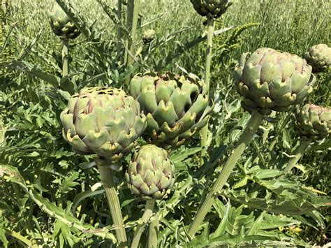 How To Store Artichokes Different Conditions Different Method