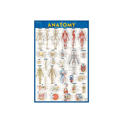 Barcharts Inc Quickstudy Anatomy Poster Reference Set 9781423230717
