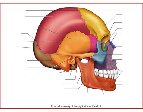 The 8 cranial bones are the frontal, 2 parietal, occipital, 2 temporal, sphenoid, and ethmoid bones. external anatomy of right side of skull