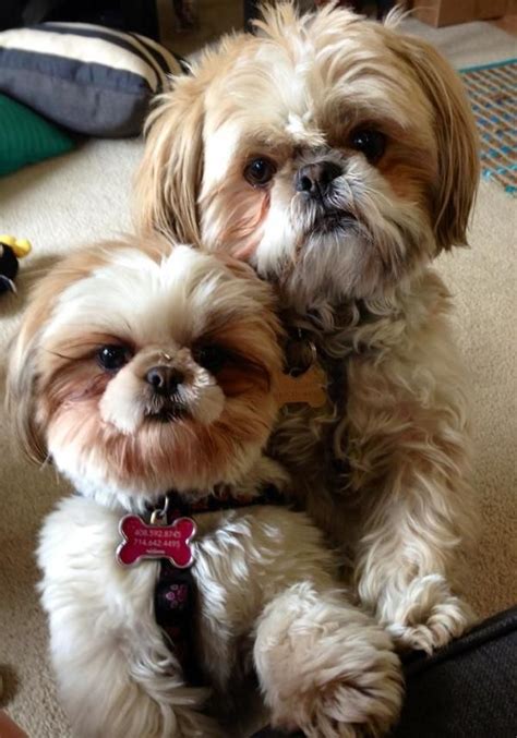 Well you're in luck, because here they. 15 Photos That Prove That Shih Tzus Are The Worst Dogs On Earth - SonderLives