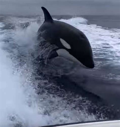 Stunning Video Shows Giant Killer Whales Chasing A Fishing Boat Off The
