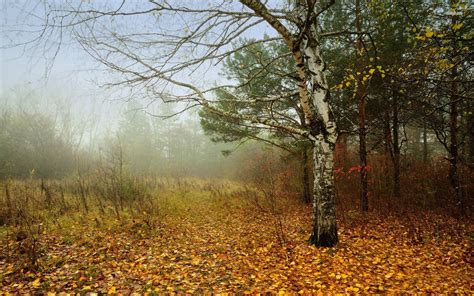 Foggy Fall In The Forest Autumn Tree Leaf Foliage Natur