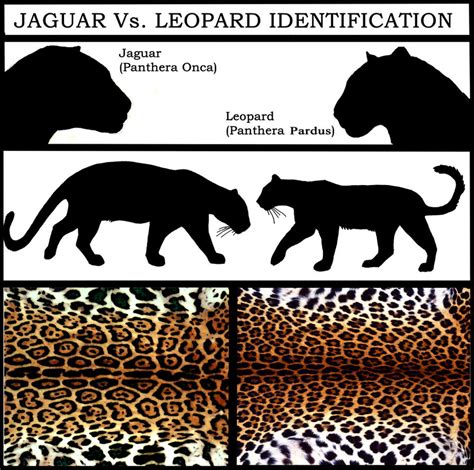 Jaguar Vs Leopard By Naturepunk On Deviantart