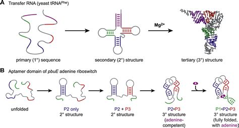 A Forced March Across An Rna Folding Landscape Chemistry And Biology