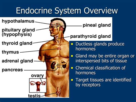 ppt lecture on endocrine system overview powerpoint presentation free download id 304018