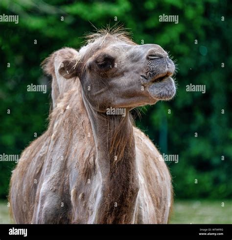 The Bactrian Camels Camelus Bactrianus Is A Large Even Toed Ungulate