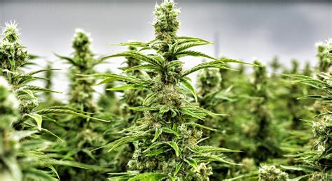 As part of the company's expansion, the american brokerage coinbase became legal and available in canada in 2015. Tips to Grow Cannabis for Personal Use in Canada ...