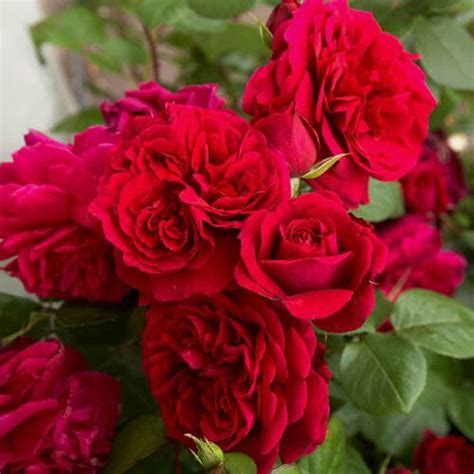 Garden Rose Piano Red Wholesale Blooms By The Box