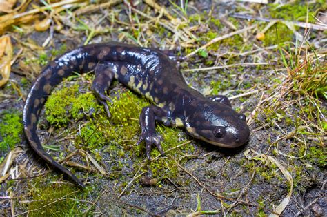 Tiger Salamander Reptiles And Amphibians Of Mississippi