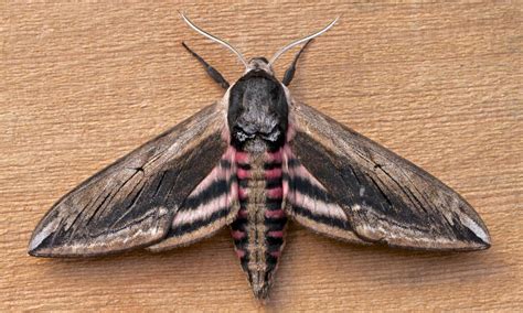 Privet Hawk Moth Butterfly Conservation