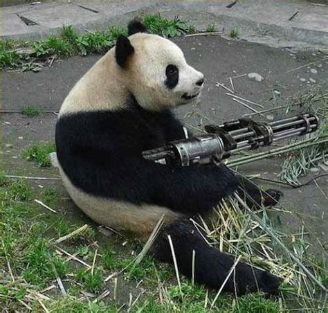 Funny Animals With Guns New Pictures 2013 Pets Cute And Docile