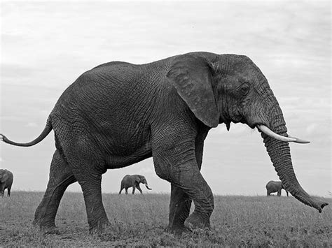 Elephant Perspective Tanzania84730990x742 Eamillang Flickr
