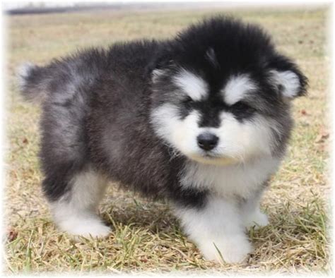 With their breeder, waiting for you! Alaskan Malamute Puppies For Sale | Tampa, FL #65182