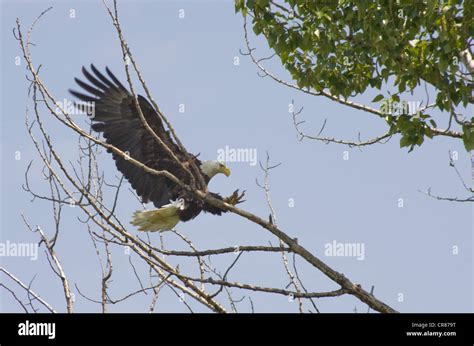 Bald Eagle Landing On A Branch Near Its Nest Stock Photo Alamy