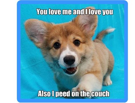 Funny Corgi Dog Pee On Couch Refrigerator Tool Box Magnet T Card