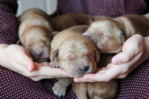 Three Newborn Golden Retriever Puppies With Excellant Health Clearances
