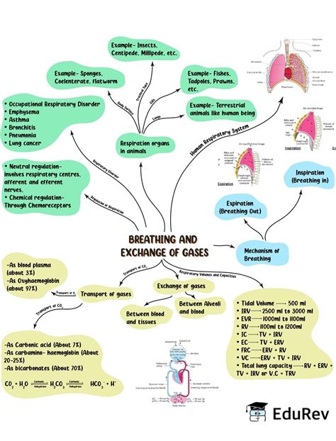 Mind Map Breathing And Exchange Of Gases Biology Class 11 Neet Pdf