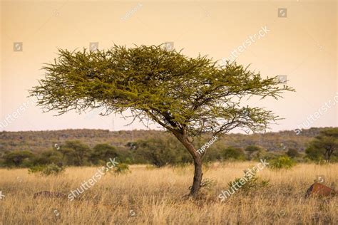 Large Classic Acacia Tree In Botswana Africa At Sunset Thpstock