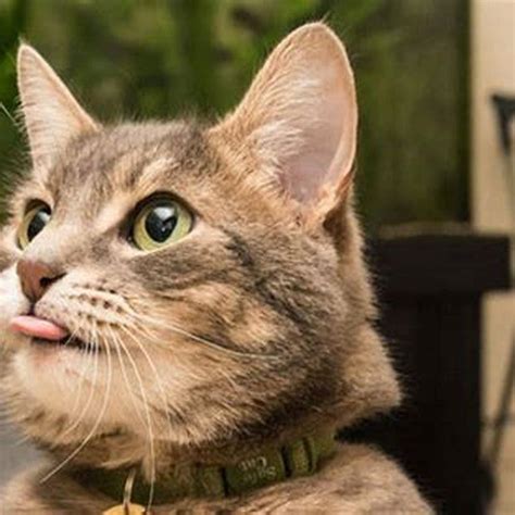 What Causes A Cat To Blep Diy Seattle