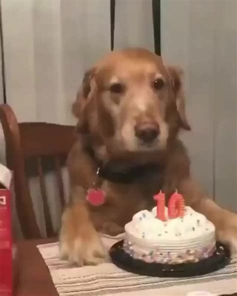 When People Sing Happy Birthday To You And You Just Sit There Like Ifunny