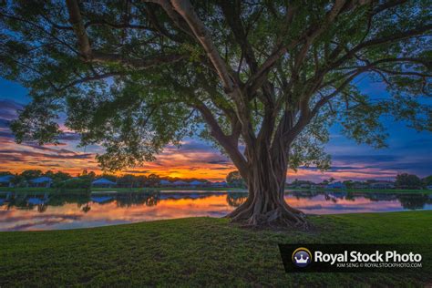 Ficus Tree Sunset At Lake Catherine In Palm Beach Gardens Royal Stock