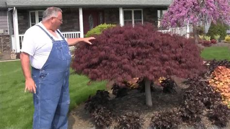 Super Red Laceleaf Weeping Japanese Maple Youtube