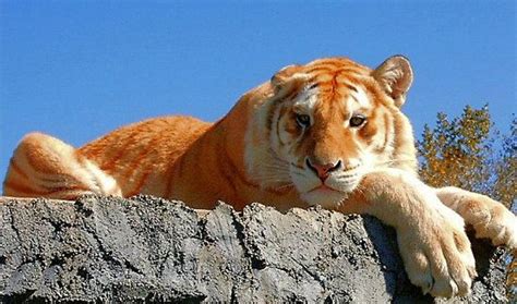 This is the only zoo in switzerland to have white and golden tigers. Golden Bengal by twitchy | Animals beautiful, Animals wild ...