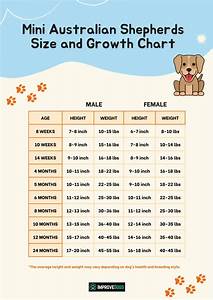 Mini Australian Shepherd Growth Weight Size Chart By Age